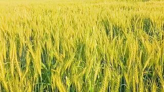Beautiful weather in village || village life of Pakistan|| wheat crops in Pakistan|| Spring season
