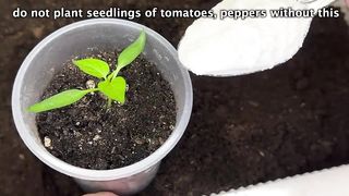 Never Plant Peppers and Tomatoes Without It! Grandma Always Adds It to The Soil! Strong Seedlings!
