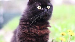 Petit Has to Investigate What Just Happened in His Idyllic Yard