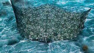 Underwater Secrets