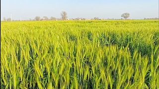 Beautiful spring season in village