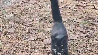 The kitties seem to be very happy being outside enjoying themselves
