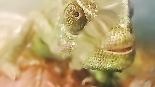 Sweet Chameleon drinking water