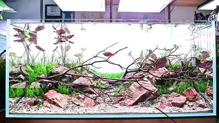 Chihiros aquascape planted tank