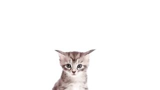 CUTE KITTY CAT