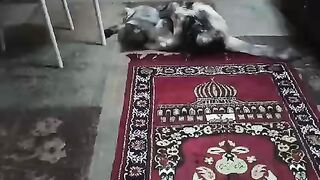 Two Sweet Cats Playing