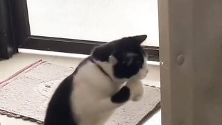 the cat is playing with the door