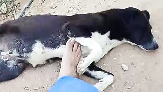 My Sweet Dog playing with here and she is sleeping