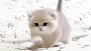 Cute kittens❤️【30】#shorts #cat #kittens #petsCute kittens❤️【30】#shorts #cat #kittens #pets