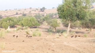 Beautiful Thar desirt