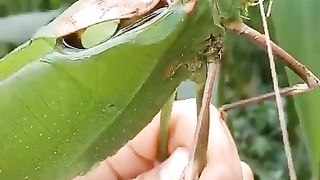 Giant grasshopper