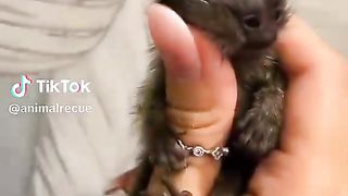 A family adopted a marmoset grew up in the house