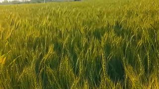 Beautiful weather|| crop fields || village life