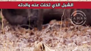لن تصدق قصة هذا الشبل المؤثرة جدًا - شاهد إحدى أغرب اللحظات في الطبيعة ???? #shorts.