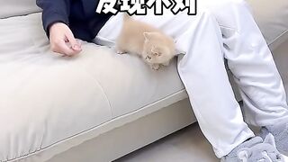 cat cub funy video