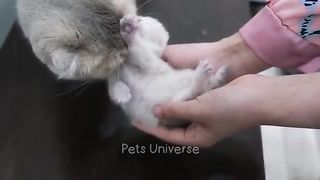 #Funny videos ????