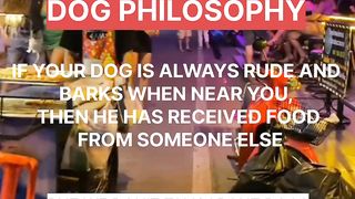 Dog Philosophy