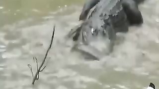 Don't play with anaconda