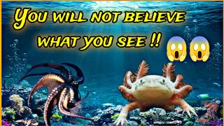 Amazing facts in the sea world !!  How beautiful that is .