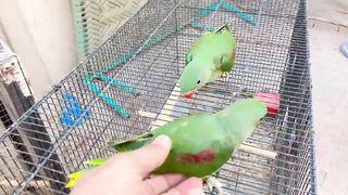 Macaue parrot ll this is not