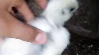 Silky silky white