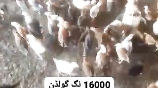 This is feed for