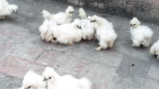 White silky with
