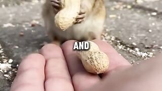 This chipmunk found his best friend ❤️