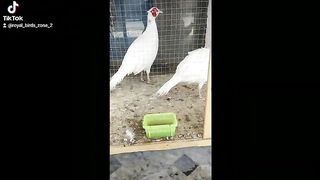 White pair of