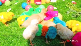 World Cutest Chicken,Colorful Chickens, Rainbows Chickens, Cute Ducks, Cat, Rabbit,Cute Animals ????????????
