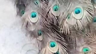 The beauty of a peacock