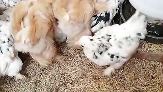 The small chicks