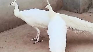 These tawasan are white