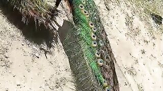 Beautiful tawasan ll beautiful birds