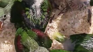 These kids of a parrot