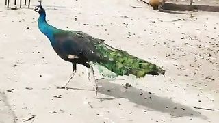 Bed and peacock