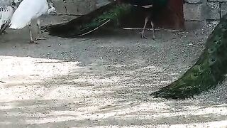 White parrot but both look beautiful