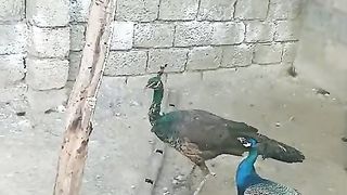 These beautiful birds cry beautifuly