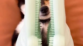 小狗清洁时间2.0，沉浸式小狗全身spa（带好耳机）#柴犬 #多巴胺 #豆柴 #抖音 #柴犬可愛い.