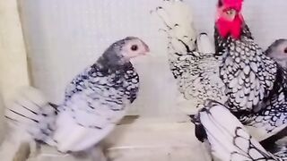 The house of hens