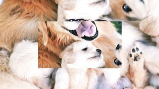 The birth of a canine animal