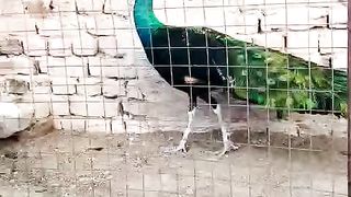 Peacock in the cage