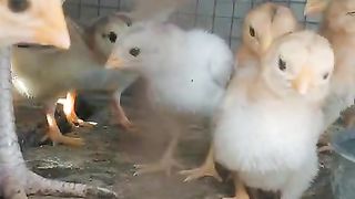 Chotay bachay ll small chicks