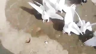 The flying birds will follow
