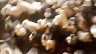 The duck kids