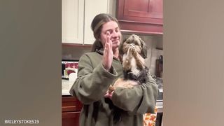 When your dog acts like the leader | Funniest Dog Ever!