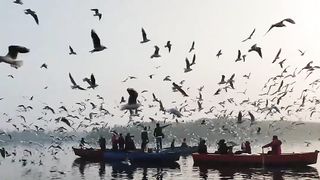 amazing birds