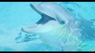 Dolphins give birth