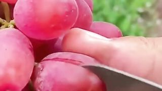 Fruits cuttings form trees!