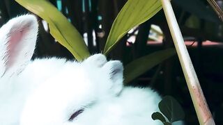 white rabbit
